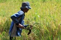 Harvest rice