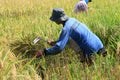 Harvest rice