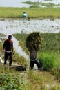 Harvest rice