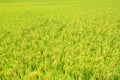Harvest Rice field Royalty Free Stock Photo
