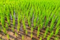 Harvest rice terraces