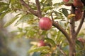 Harvest is ripe. Apple garden on natural landscape. Apple tree grow in fruit garden. Orchard crops. Gardening and Royalty Free Stock Photo