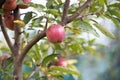 Harvest is ripe. Apple garden on natural landscape. Apple tree grow in fruit garden. Orchard crops. Gardening and Royalty Free Stock Photo