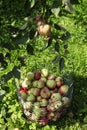 Harvest ripe beautiful apples in a basket under the tree. Vitamins from nature. Vertical Royalty Free Stock Photo