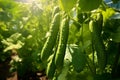 Harvest of ripe green cucumbers hanging on a plant branch in a bed in the garden in summer in the rays of sunlight Royalty Free Stock Photo