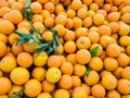 Harvest ripe oranges oranges on the farmers market. Close-up orange background Royalty Free Stock Photo