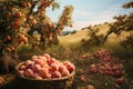 Harvest of ripe peaches in a basket on the background of the peach tree, peaches in the farm field, AI Generated