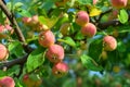 Harvest ripe pink apples on a branch with green leaves in autumn