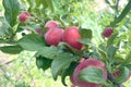 Harvest of ripe plums. Branch with pink plums