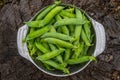 Harvest of ripe pods of green peas. Green peas in stitches in a metal bowl on a wooden natural background. Royalty Free Stock Photo