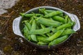 Harvest of ripe pods of green peas. Green peas in stitches in a metal bowl on a  natural background. Fresh green peas pods. Royalty Free Stock Photo