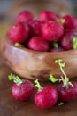 Harvest of ripe radish