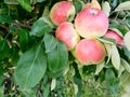 Harvest of ripe red apples on a branch. Close up of apple fruits Royalty Free Stock Photo