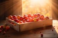 Harvest of ripe red organic apples in a wooden box on the table, background in blur with sunbeams Royalty Free Stock Photo