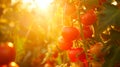 A harvest of ripe strawberries. Harvesting fresh organic strawberries.Strawberry field on fruit vertical eco organic Royalty Free Stock Photo