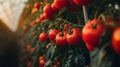 A harvest of ripe strawberries. Harvesting fresh organic strawberries.Strawberry field on fruit vertical eco organic Royalty Free Stock Photo