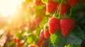 A harvest of ripe strawberries. Harvesting fresh organic strawberries.Strawberry field on fruit vertical eco organic Royalty Free Stock Photo