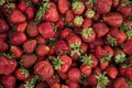 Harvest ripe strawberries. Natural background of red strawberries.