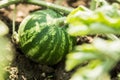 Harvest of ripe watermelons on the melon