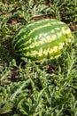 Harvest of ripe watermelons on the melon