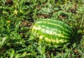 Harvest of ripe watermelons on the melon