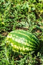 Harvest of ripe watermelons on the melon