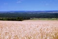 Harvest of ripe wheat