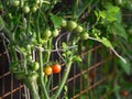 Harvest of ripening cherry tomatoes in a greenhouse, mounted on a grid Royalty Free Stock Photo