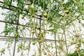 Harvest ripening of tomatoes in greenhouse. Horticulture. Vegetables. Farming Royalty Free Stock Photo