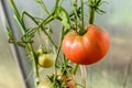 Harvest ripening of tomatoes in greenhouse. Horticulture. Vegetables. Farming Royalty Free Stock Photo