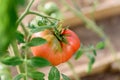 Harvest ripening of tomatoes in greenhouse. Horticulture. Vegetables. Farming Royalty Free Stock Photo