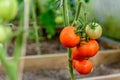 Harvest ripening of tomatoes in greenhouse. Horticulture. Vegetables. Farming Royalty Free Stock Photo