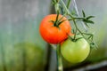 Harvest ripening of tomatoes in greenhouse. Horticulture. Vegetables. Farming Royalty Free Stock Photo