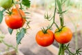 Harvest ripening of tomatoes in greenhouse. Horticulture. Vegetables. Farming Royalty Free Stock Photo