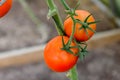 Harvest ripening of tomatoes in greenhouse. Horticulture. Vegetables. Farming Royalty Free Stock Photo