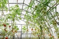 Harvest ripening of tomatoes in greenhouse. Horticulture. Vegetables. Farming Royalty Free Stock Photo