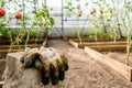 Harvest ripening of tomatoes in greenhouse. Horticulture. Vegetables. Farming Royalty Free Stock Photo