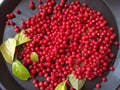 Harvest of schizandra berries on black background