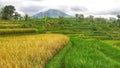 Before the harvest season in the city of Garut Indonesia