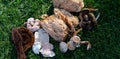 Harvest season for forest medicinal mushrooms