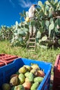 Harvest season in Sicily Royalty Free Stock Photo