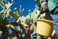 Harvest season in Sicily Royalty Free Stock Photo