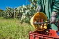 Harvest season Royalty Free Stock Photo