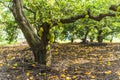 Star fruits hanging in a field of trees.