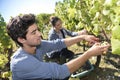 Harvest season in vineyards