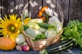 Harvest seasonal vegetables in a wicker basket