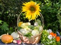 Harvest seasonal vegetables in a wicker basket