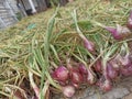 Harvest shallots directly from the fields mantab Royalty Free Stock Photo