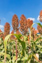 Harvest sorghum