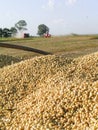 Harvest soybean